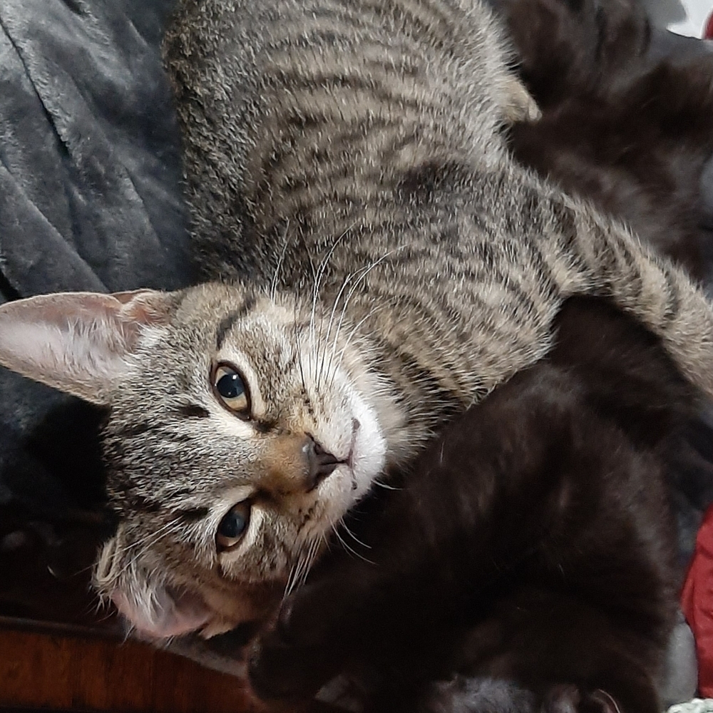 Meet your Posher, Ying Ying